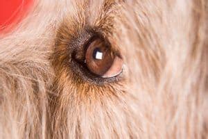 Understanding Your Dog’s (Amazing!) Five Senses