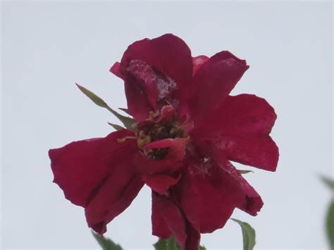 wearing purple : jedna trzecia stycznia