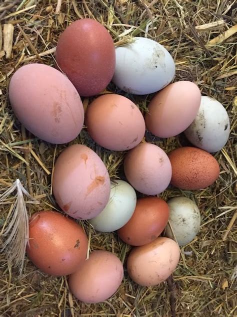 Be - Are brown or green eggs healthier than white eggs? What do we need