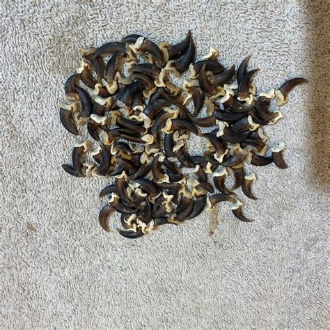 Coyote Real Claw - Etsy