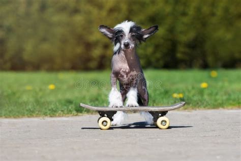 Naked Skateboard Women Stock Photos - Free & Royalty-Free Stock Photos