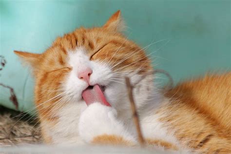 Thousands of Cats Drop Dead in Cyprus as Killer Virus Sparks Fears of ...