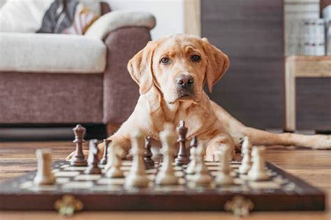 dog breeds   smarter    iheartdogscom