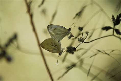 Katequinn007 nudes leaked she delivers top-notch