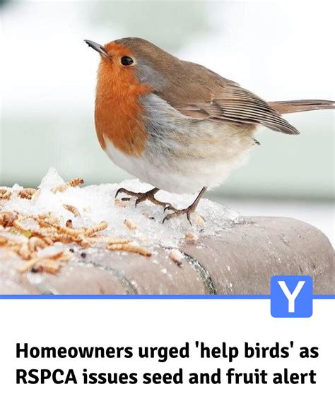 Yorkshire Live - The RSPCA has issued a plea to the public... | Facebook