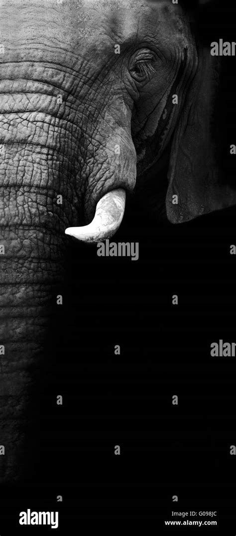 Big close up old Black and White Stock Photos & Images - Alamy