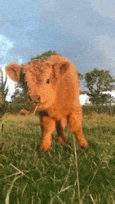 Calf Big Calves GIF - Calf Big calves Major calves - Descubre y