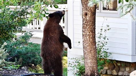 Delaware man charged with kidnapping 11-year-old girl he met through