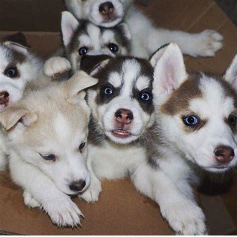 Free puppies - We’re giving out our adorable Husky... | Facebook