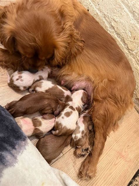 Cavalier King Charles Spaniel Sale