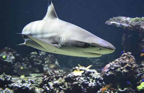 My mom is my porn star 9 i’ve encountered her a number of