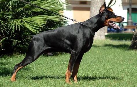 Doberman Pinscher|Saluki|Alexis Texas Erome Dogs Or Puppies for sale in