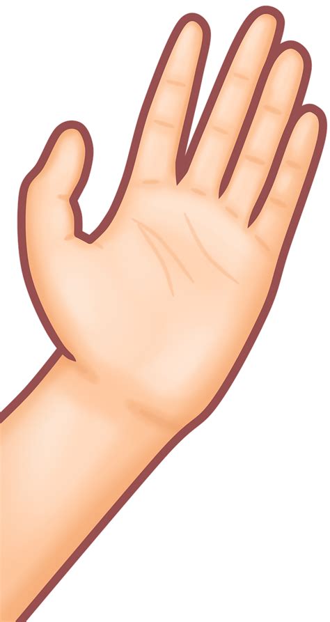 hand illustrations  drawing pixabay