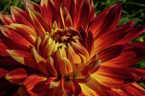 Fiery Red and Yellow Dahlia Bloom Photograph by Linda Howes - Fine Art