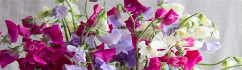 Bramble & Wild - Want to shop small but can't decide?... | Facebook