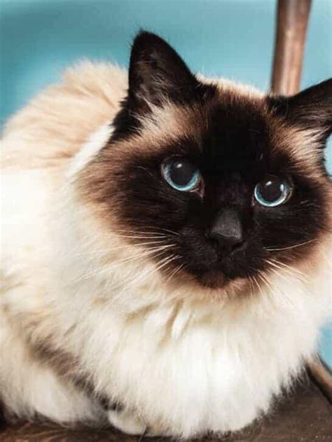 cat breeds  families   usa newsbreak