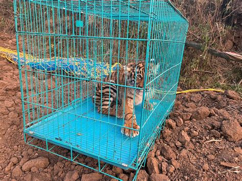 coimbatore tiger cub rescued   nilgiris
