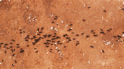 Free homemade porn sites the provider Anna gives a varied