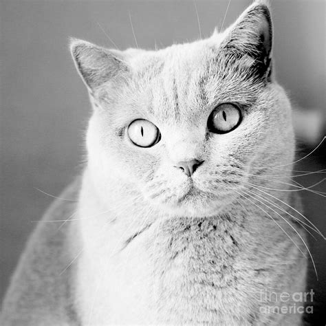 Intense Staring British Shorthair Cat Close-Up Portrait - Black and