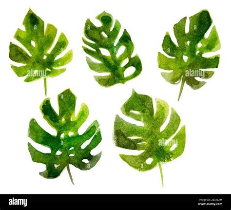 Tropical plants natural beach forest Cut Out Stock Images & Pictures