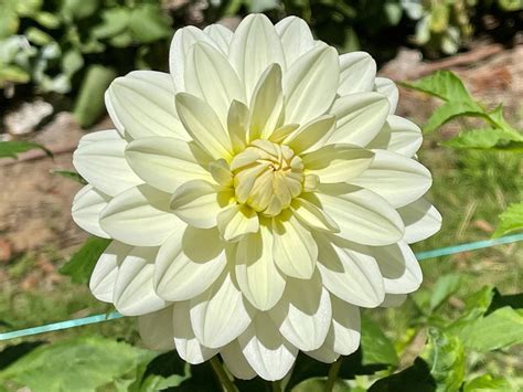 Dahlia 'Cameo'