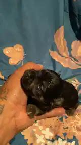 Yorkipoo boys. Ready for valentines. Third pic is from last litter TT ...