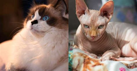 popular cat breeds   owners find  challenging