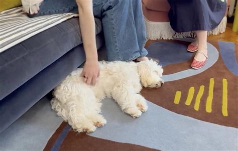 How A Brooklyn Rug Designer Balances Style And A Rescue Puppy At Home