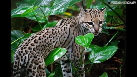 Natalie doughty onlyfans sex megumi was my 3rd daytime girl