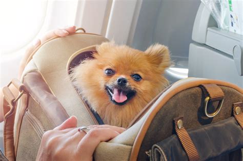 travel with pets on united airlines 5