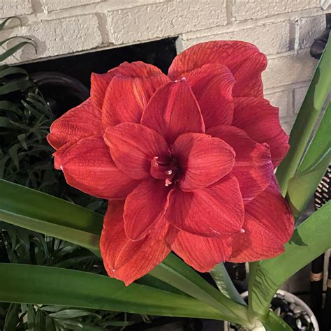 u local New Hampshire | Nova loving her Christmas tree | Facebook