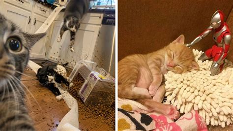 funny cat moments caught  camera    feline lovers bored