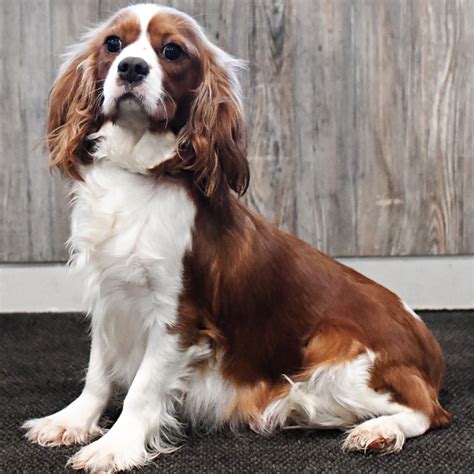 Roxi, a Red Female Cavapoo Puppy 810525 | PuppySpot