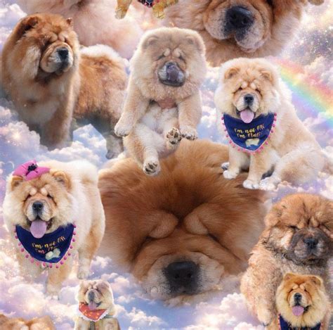 Two beautiful girls, so chubby they bounce while walking 🤣🤣😂👋 ️. #