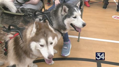 Sled dogs visit local school – WIVT – News 34