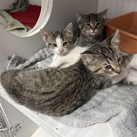 Meet Sun. This sweet boy... - Humane Society of Monroe County | Facebook