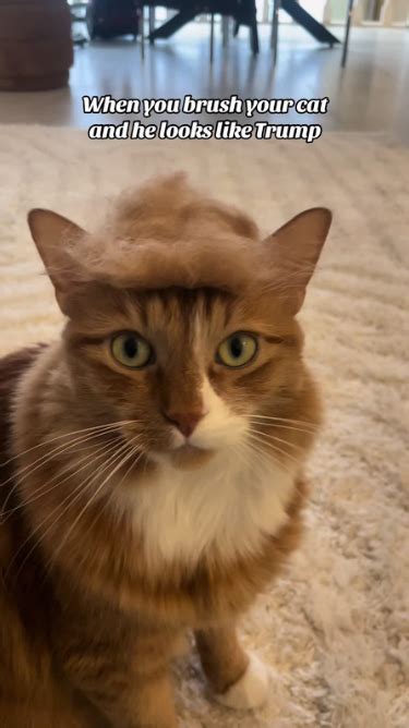 cat election meme  viral