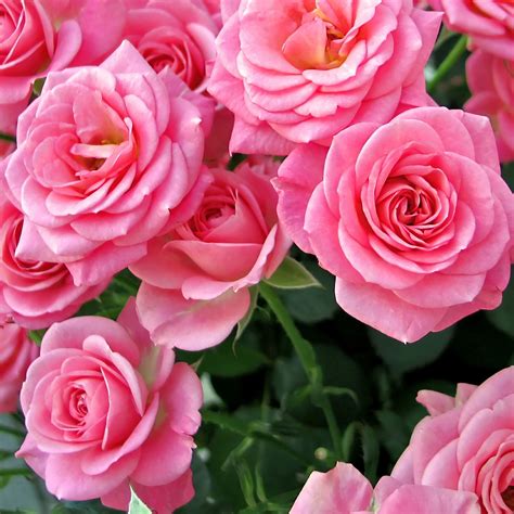 Rose Hart Nude Photos Creator-Made Exclusive Content #704