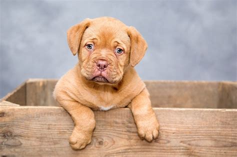 power   pets  rental laws  pet ownership gunnedah times