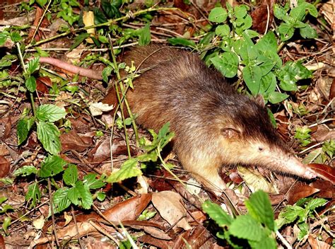 hispaniolan solenodon dominican republic royle safaris