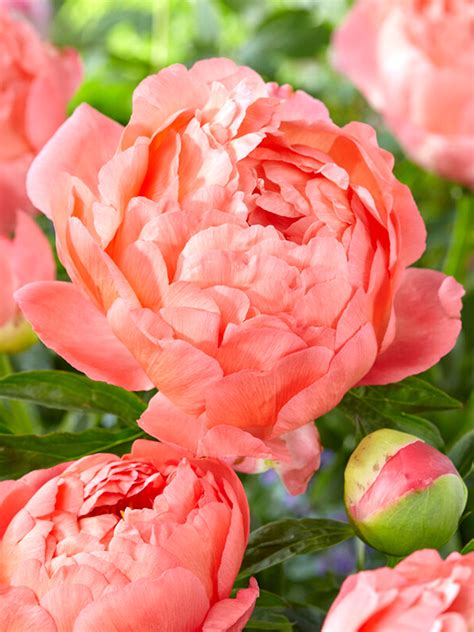 Coral Sunset Peony