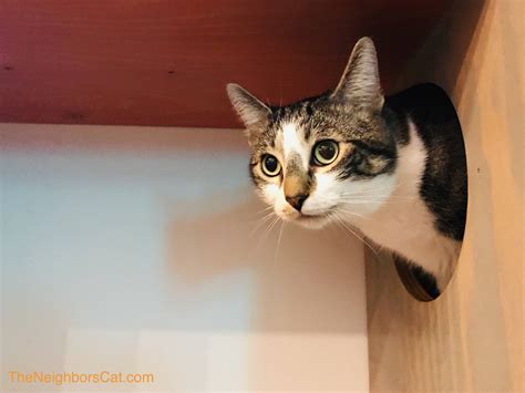 The Cat Cafes of Seattle & Vancouver - Katzenworld