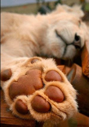 gian toe beans rtoebeans