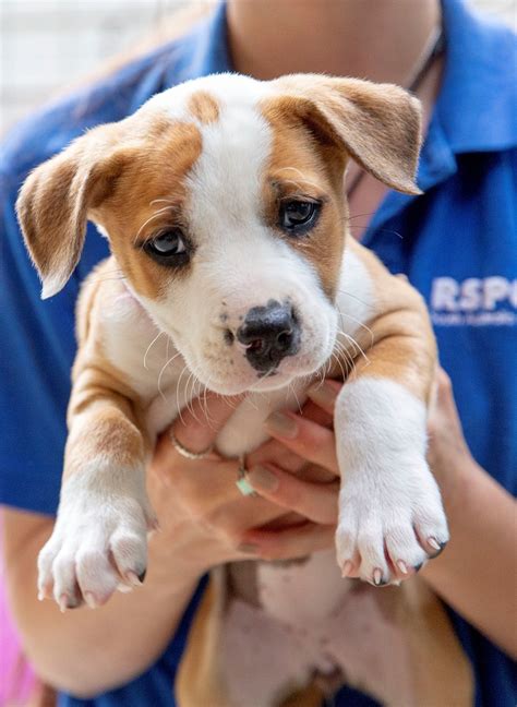 Dogs For Adoption