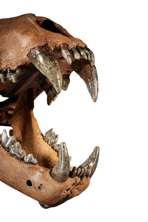 Extinct American Lion Skull | Natural History, including Gorgosaurus