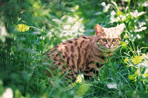 This Tiny Feline Is the Deadliest Cat in the World
