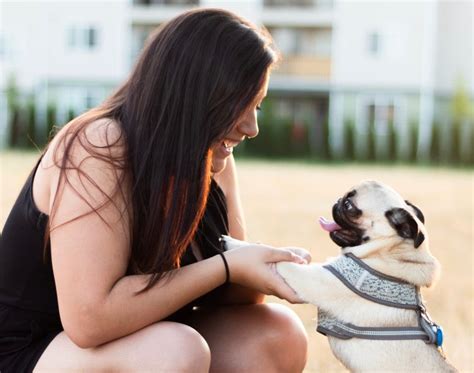 5 Ways To Get Your Furry Friend Certified As Your Emotional Support Companion