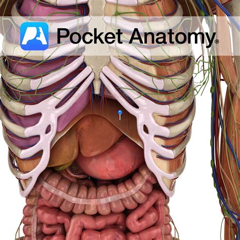 Diaphragm - Pocket Anatomy