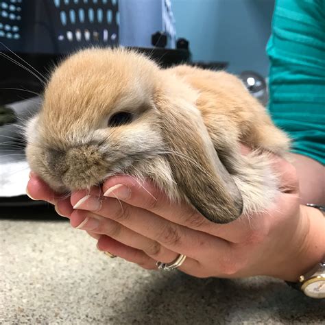 how to become exotic animal vet