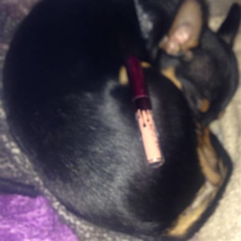 Does this lipstick look good on my dog ? : r/muacirclejerk